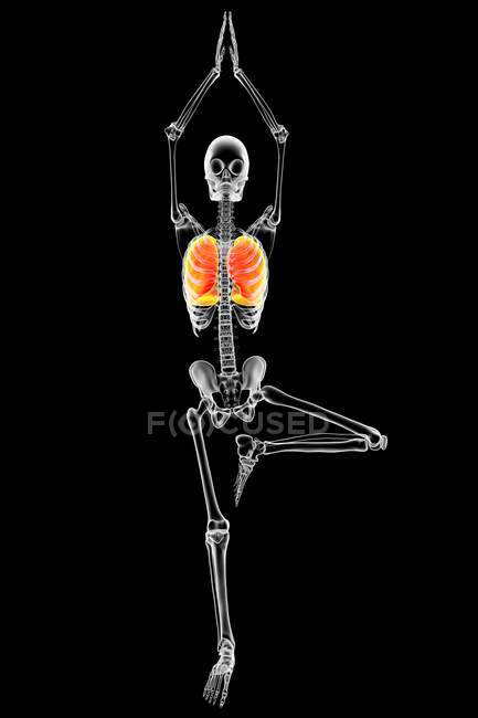 Ілюстрація скелета людини в позі дерева йоги, або vrikshasana, з виділеними легенями, комп'ютерними малюнками. Респіраторні вправи та медитація на відновлення та запобігання ковіді-19.. — стокове фото