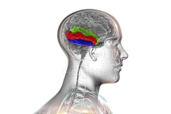 Cerebro humano con giroscopio temporal resaltado, ilustración por computadora. Esto muestra el giro temporal superior (verde), medio (rojo) e inferior (azul). Están involucrados en el procesamiento de información auditiva y la codificación de la memoria. - foto de stock