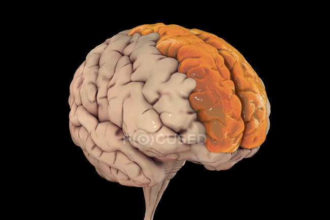 Ilustración del cerebro humano con giroscopio frontal superior destacado, también conocido como giroscopio marginal. Se encuentra en el lóbulo frontal y se asocia con la conciencia de sí mismo y la risa. - foto de stock