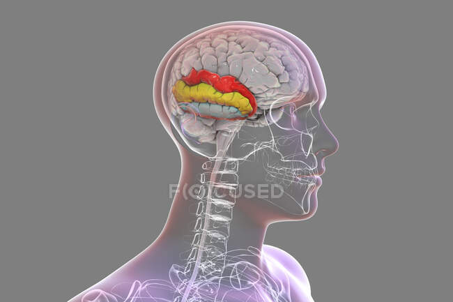 Cerebro humano con giroscopio temporal resaltado, ilustración por computadora. Esto muestra el giro temporal superior (rojo), medio (amarillo) e inferior (azul). Están involucrados en el procesamiento de información auditiva y la codificación de la memoria. - foto de stock