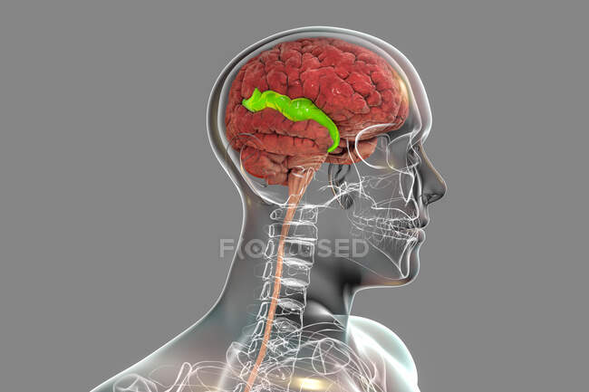Cerebro humano con giro temporal superior resaltado, ilustración. Está involucrado en el procesamiento de la información auditiva y la codificación de la memoria. - foto de stock