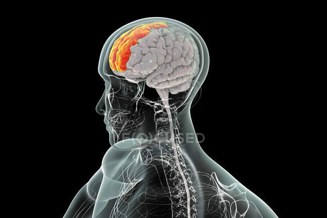 Illustration des menschlichen Gehirns mit hervorgehobenem Frontalkreisel, auch als marginaler Kreisel bekannt. Es befindet sich im Stirnlappen und wird mit Selbstbewusstsein und Lachen in Verbindung gebracht.. — Stockfoto