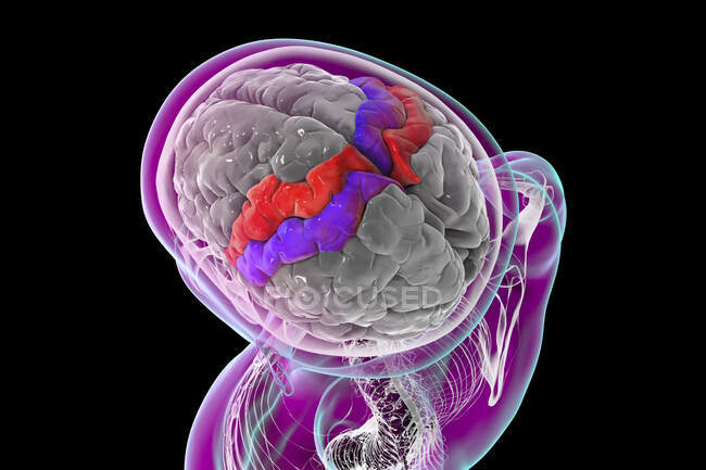 Людський мозок з підсвіченим прецентральним і постцентральним гірі, комп'ютерна ілюстрація. Місця первинного двигуна (прецентральної звивини) і соматосенсорної (постцентральної звивини) кори . — стокове фото