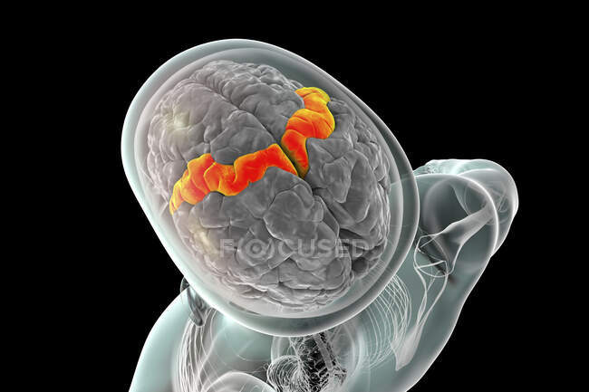 Human brain with highlighted precentral gyrus, computer illustration. It is located in the posterior frontal lobe and is the site of the primary motor cortex, the Brodmann area 4. — Stock Photo