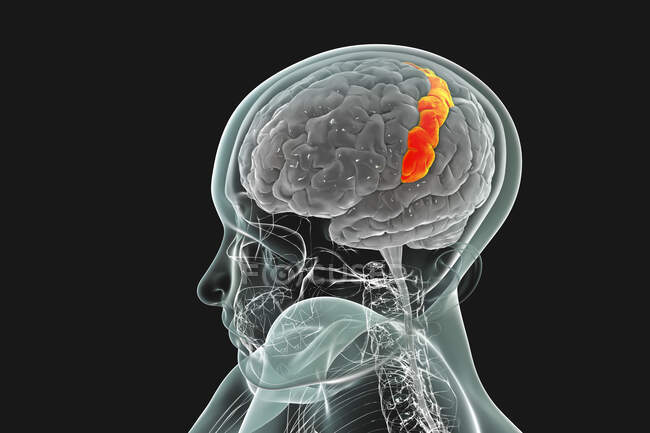 Cerveau humain avec gyrus postcentral surligné, illustration par ordinateur. Il est situé dans le lobe pariétal latéral et est responsable du sens du toucher. — Photo de stock