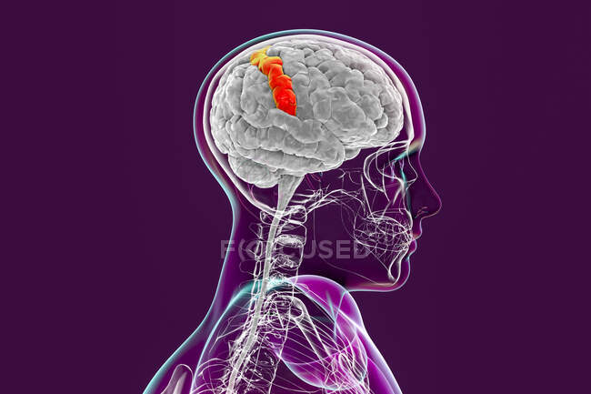 Людський мозок з виділеною постцентральною звивиною, комп'ютерною ілюстрацією. Вона розташована в бічній тім'яній частці і відповідає за відчуття дотику.. — стокове фото