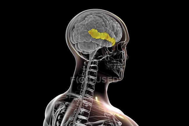 Human brain with highlighted middle temporal gyrus, computer illustration. It is located in the temporal lobe and is involved in recognition of known faces and accessing word meaning while reading. — Stock Photo
