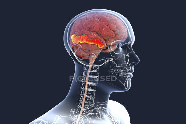 Человеческий мозг с выделенной средней височной извилиной, компьютерная иллюстрация. Он расположен в височной доле и участвует в распознавании известных лиц и доступе к значению слова во время чтения. — стоковое фото