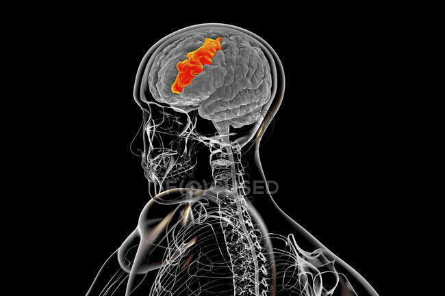 Cerebro humano con giro frontal medio resaltado, ilustración por computadora. Forma parte de la corteza prefrontal del lóbulo frontal. Participa en el idioma, el aprendizaje y la atención. - foto de stock