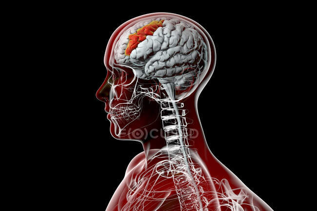 Cerveau humain avec gyrus frontal moyen surligné, illustration par ordinateur. Il fait partie du cortex préfrontal du lobe frontal. Il est impliqué dans la langue, l'apprentissage et l'attention. — Photo de stock