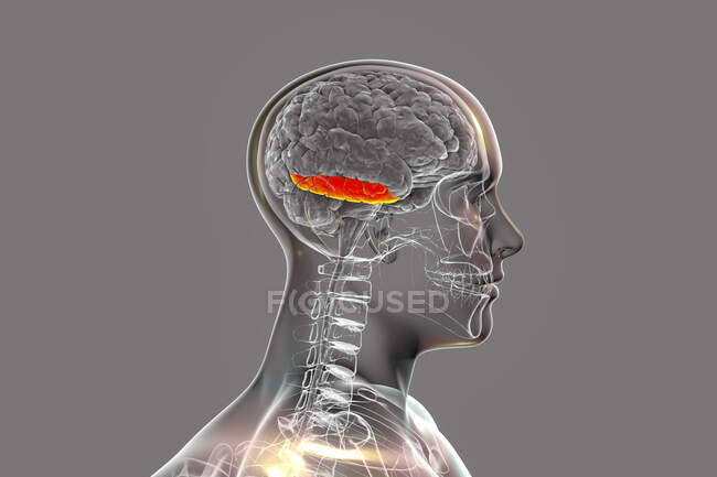 Cervello umano con giro temporale inferiore evidenziato, illustrazione al computer. Si trova nel lobo temporale e si occupa di elaborazione visiva, riconoscimento di oggetti, volti, luoghi e colori. — Foto stock