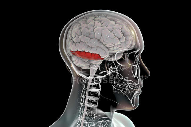 Человеческий мозг с выделенной нижней височной извилиной, компьютерная иллюстрация. Расположен в височной доле и занимается визуальной обработкой, распознаванием объектов, лиц, мест и цветов.. — стоковое фото