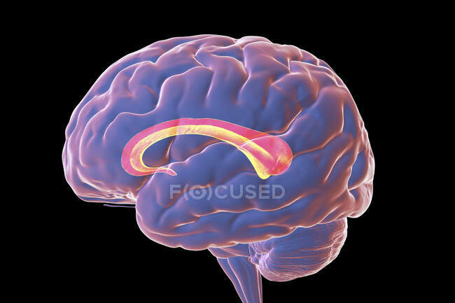 Cerebro humano con cuerpo calloso resaltado, también conocido como comisura callosa, ilustración por computadora. Es un tracto nervioso ancho y grueso que conecta los hemisferios cerebral izquierdo y derecho.. - foto de stock