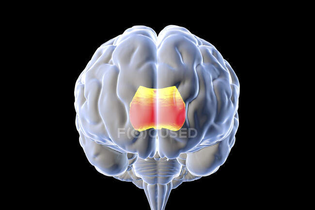 Человеческий мозг с выделенным корпусом callosum, также известный как callosal commission, компьютерная иллюстрация. Это широкий, толстый нервный тракт, соединяющий левое и правое полушарие головного мозга. Вид спереди. — стоковое фото