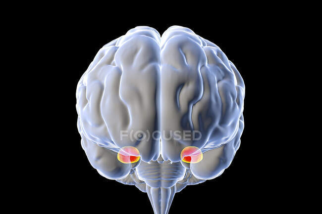 Amígdala del cerebro, ilustración. La amígdala (roja) es parte del sistema límbico del cerebro y desempeña un papel clave en el procesamiento de las emociones.. - foto de stock