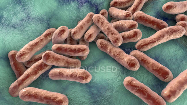 Бактерии Cutibacum (ранее Propionibacum), компьютерная иллюстрация. Это пример непатогенных бактерий, обнаруженных на коже человека, где они хорошо адаптированы к естественной кислотности. Примером может служить Cutibacterium acnes — стоковое фото
