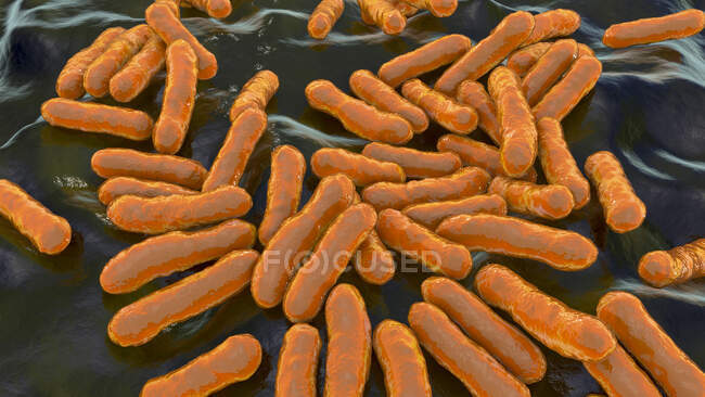 Bactéries Cutibacterium (anciennement Propionibacterium), illustration informatique. Il s'agit d'un exemple de bactéries non pathogènes présentes sur la peau humaine, où elles sont bien adaptées à l'acidité naturelle. Un exemple est Cutibacterium acnes — Photo de stock