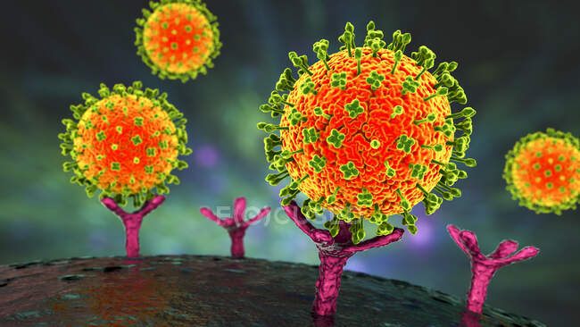 Ilustración de virus Nipah que se unen a receptores en células humanas, una etapa inicial de la infección por Nipah. El virus Nipah es zoonótico (transmitido a humanos de animales) y se encontró por primera vez en Malasia y Singapur. - foto de stock