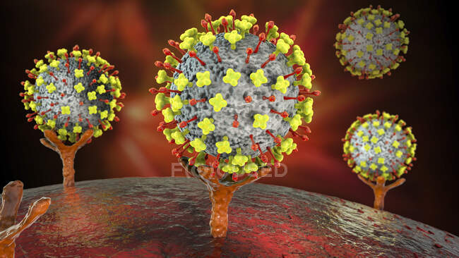 Ілюстрація вірусів Ніпи, які зв'язуються з рецепторами людських клітин, початкова стадія зараження ніпхами. Вірус Ніпа є зоонотичним (передається людям від тварин) і вперше був знайдений в Малайзії та Сінгапурі. — стокове фото