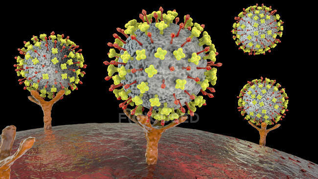 Illustration von Nipah-Viren, die an Rezeptoren auf menschlichen Zellen binden, einem Anfangsstadium der Nipah-Infektion. Nipah-Virus ist Zoonose (von Tieren auf Menschen übertragen) und wurde zuerst in Malaysia und Singapur gefunden — Stockfoto