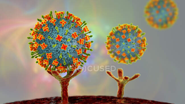 Ілюстрація вірусів Ніпи, які зв'язуються з рецепторами людських клітин, початкова стадія зараження ніпхами. Вірус Ніпа є зоонотичним (передається людям від тварин) і вперше був знайдений в Малайзії та Сінгапурі. — стокове фото
