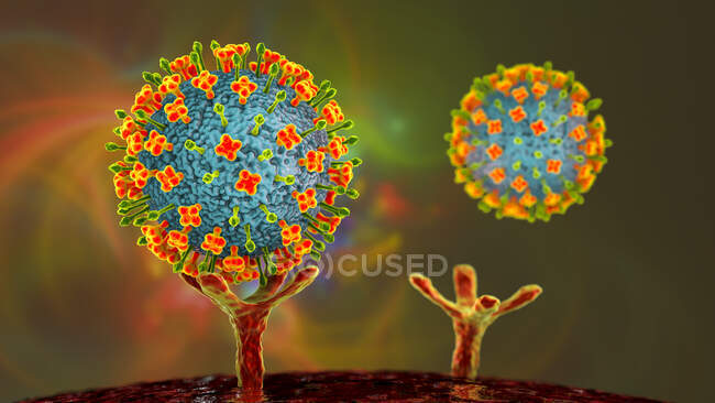 Иллюстрация вирусов Нипы, связывающихся с рецепторами на клетках человека, начальная стадия инфекции Нипы. Вирус нипы является зоонозным (передается людям от животных) и был впервые обнаружен в Малайзии и Сингапуре — стоковое фото