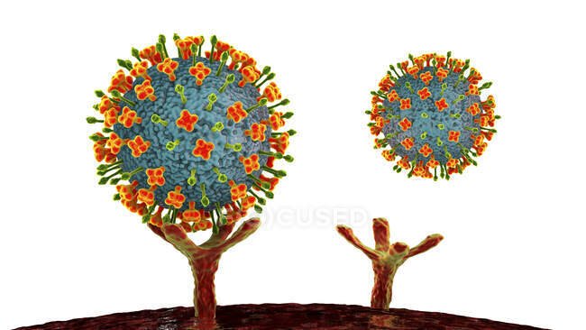 Illustration de la liaison des virus Nipah aux récepteurs sur les cellules humaines, un stade initial de l'infection Nipah. Le virus Nipah est zoonotique (transmis aux humains par les animaux) et a été découvert pour la première fois en Malaisie et à Singapour. — Photo de stock