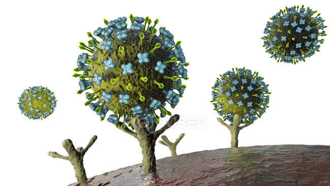 Иллюстрация вирусов Нипы, связывающихся с рецепторами на клетках человека, начальная стадия инфекции Нипы. Вирус нипы является зоонозным (передается людям от животных) и был впервые обнаружен в Малайзии и Сингапуре — стоковое фото