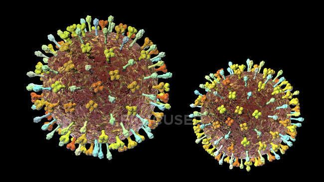 Virus Hendra, ilustración por computadora. El virus Hendra infecta tanto a humanos como a caballos y es transmitido por murciélagos de la fruta. Es rara y se encuentra principalmente en Australia. - foto de stock