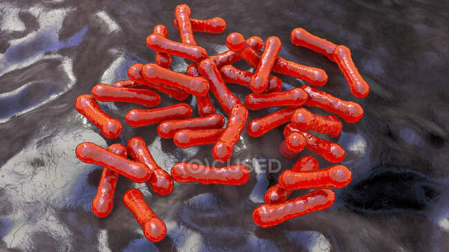 Corynebacterium diphtheriae, computer illustration. C. diphtheriae is a gram-positive rod-shaped bacterium which is transmitted by respiratory droplets and causes the disease diphtheria — Stock Photo