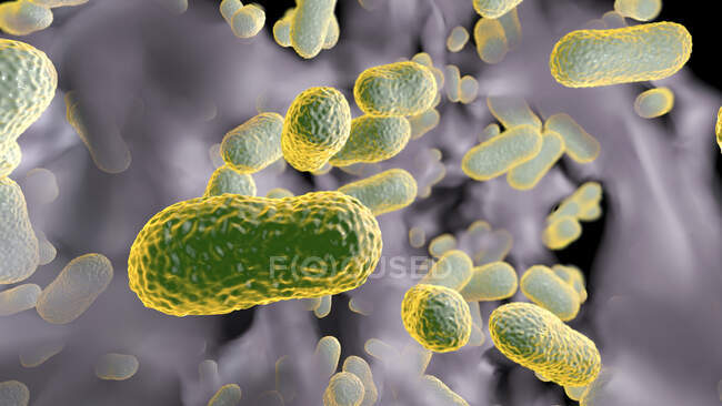 Багатолікарські стійкі бактерії Acinetobacter baumannii всередині біоплівки, комп'ютерна ілюстрація. A. baumannii - грам-негативний, оксидаза негативний, аеробний, коккобацилус. Він завжди був природним протиставленням багатьом антибіотикам. — стокове фото