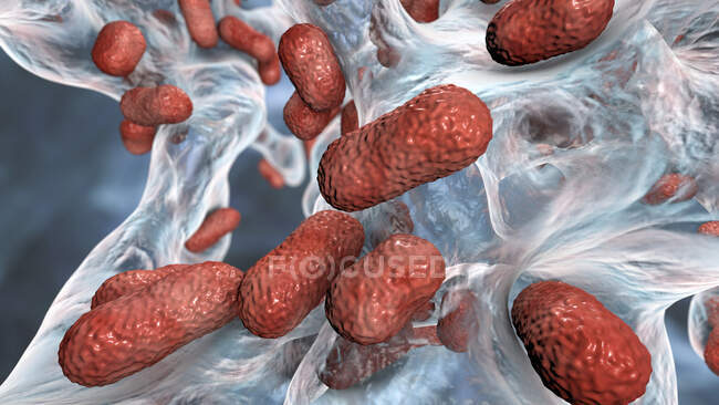Bactéries Acinetobacter baumannii multirésistantes à l'intérieur du biofilm, illustration par ordinateur. A. baumannii est un coccobacille aérobie Gram négatif, oxydase négatif. Il a toujours été naturellement résistant aux antibiotiques multiples — Photo de stock