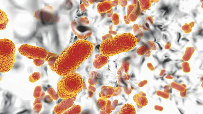 Bacterias Acinetobacter baumannii multirresistentes dentro del biofilm, ilustración por computadora. A. baumannii es un Gram negativo, oxidasa negativa, aeróbico, coccobacilo. Siempre ha sido naturalmente resistente a múltiples antibióticos - foto de stock