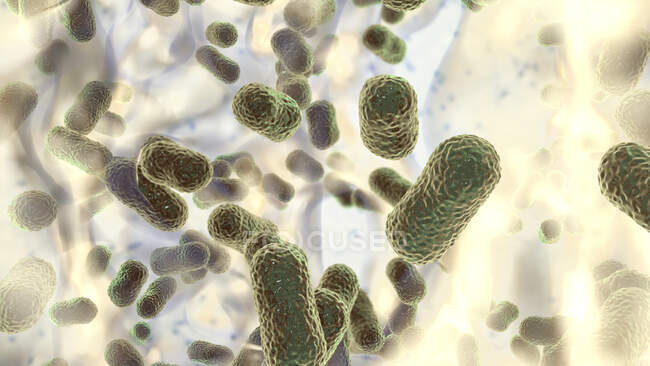 Многолекарственно устойчивые бактерии Acinetobacter baumannii внутри биопленки, компьютерная иллюстрация. A. baumannii является грамотрицательным, окислительно-отрицательным, аэробным, коккобациллусом. Он всегда был устойчив к множественным антибиотикам. — стоковое фото