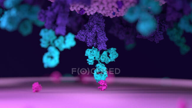Illustration d'anticorps (bleus) attachés à une cellule infectée virale (pourpre). Les anticorps se lient à des antigènes spécifiques, par exemple des protéines virales affichées à la surface des cellules infectées, les marquant pour leur destruction par les cellules immunitaires des phagocytes.. — Photo de stock