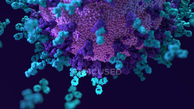 Ilustración de anticuerpos (azul) unidos a una célula viral (púrpura) infectada. Los anticuerpos se unen a antígenos específicos, por ejemplo proteínas virales que se muestran en la superficie de las células infectadas, marcándolas para su destrucción por las células inmunitarias de los fagocitos.. - foto de stock