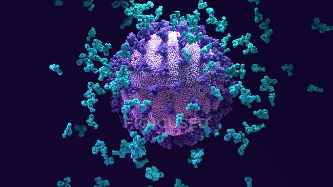 Ilustración de anticuerpos que responden a una infección con el coronavirus SARS-CoV-2 (centro). El virus causa una enfermedad respiratoria leve (Covid-19) que puede convertirse en neumonía y ser mortal en algunos casos. - foto de stock
