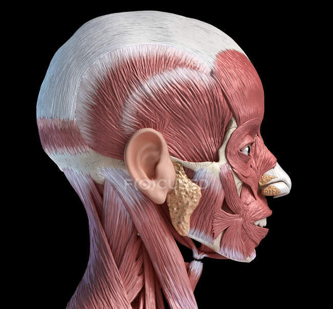 Anatomie de la tête humaine Illustration 3D système musculaire, vue latérale sur fond noir. — Photo de stock