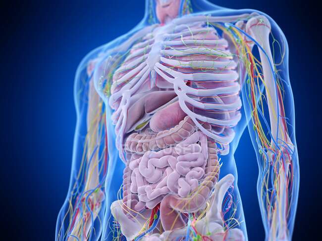 Абдомінальна анатомія, комп'ютерна ілюстрація — стокове фото