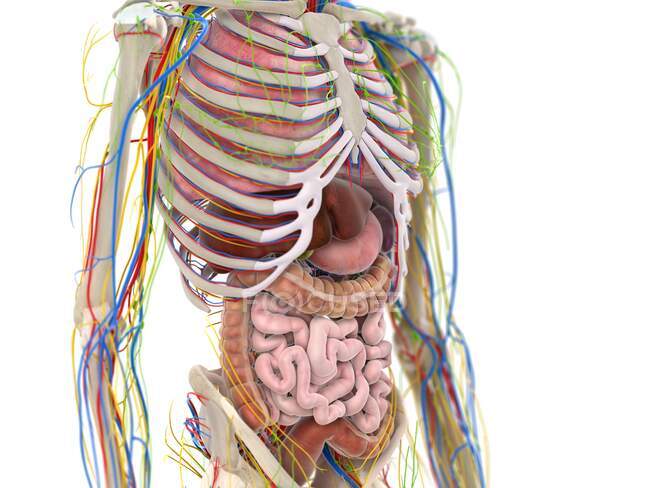Órganos abdominales, ilustración por ordenador - foto de stock