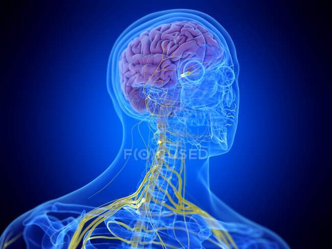 Cerveau humain, illustration d'ordinateur — Photo de stock