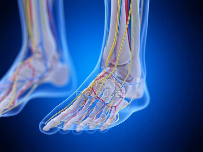 Анатомія ніг, комп'ютерна ілюстрація — стокове фото