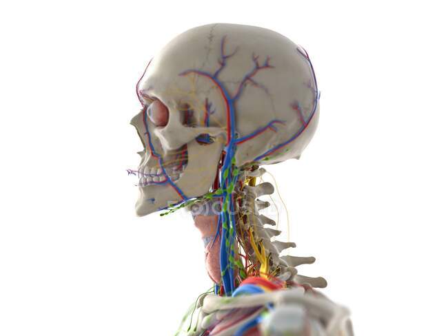 Anatomía de la cabeza, ilustración por computadora - foto de stock