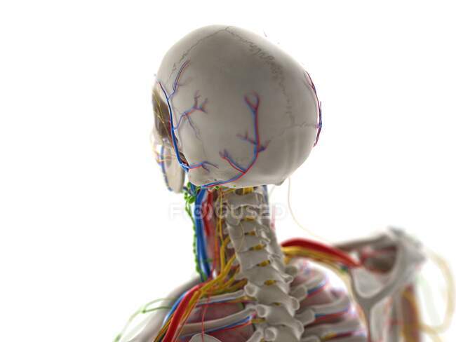 Головна анатомія, комп'ютерна ілюстрація — стокове фото