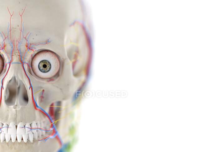 Anatomia da cabeça, ilustração computacional — Fotografia de Stock