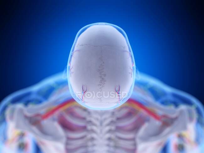 Анатомія голови, комп'ютерна ілюстрація. — стокове фото