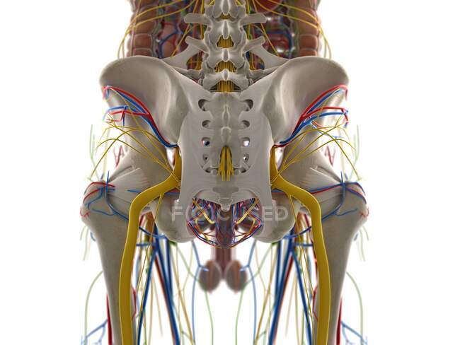 Pelvic anatomy, computer illustration — Stock Photo