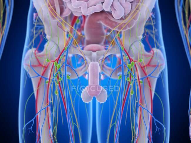 Anatomía pélvica, ilustración por ordenador - foto de stock