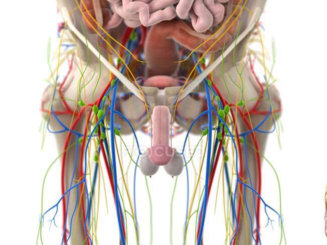 Órganos pélvicos, ilustración por ordenador - foto de stock