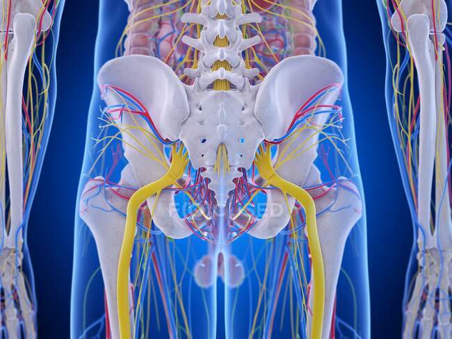 Anatomía de la pelvis, ilustración por ordenador - foto de stock